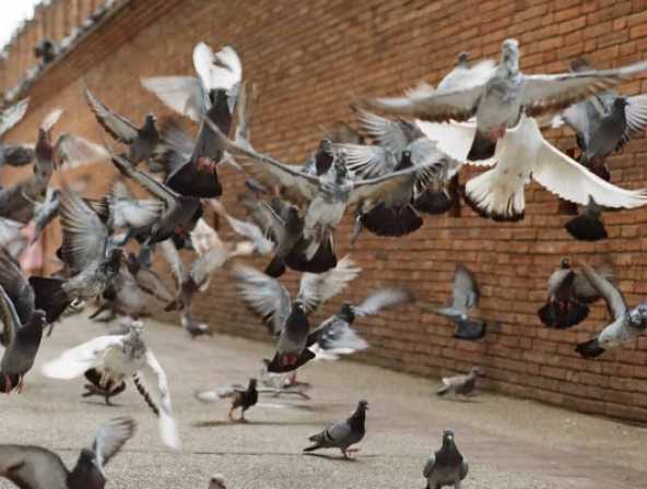 Control de aves urbanas 