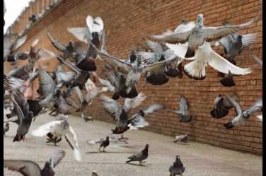 Control de aves urbanas