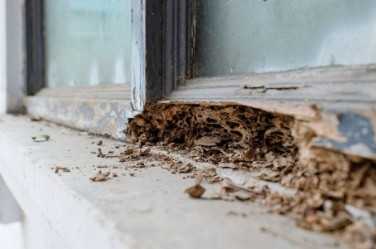 5 señales de que tu casa podría tener termitas